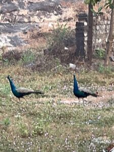 IMG 3812 1 Edited 225x300